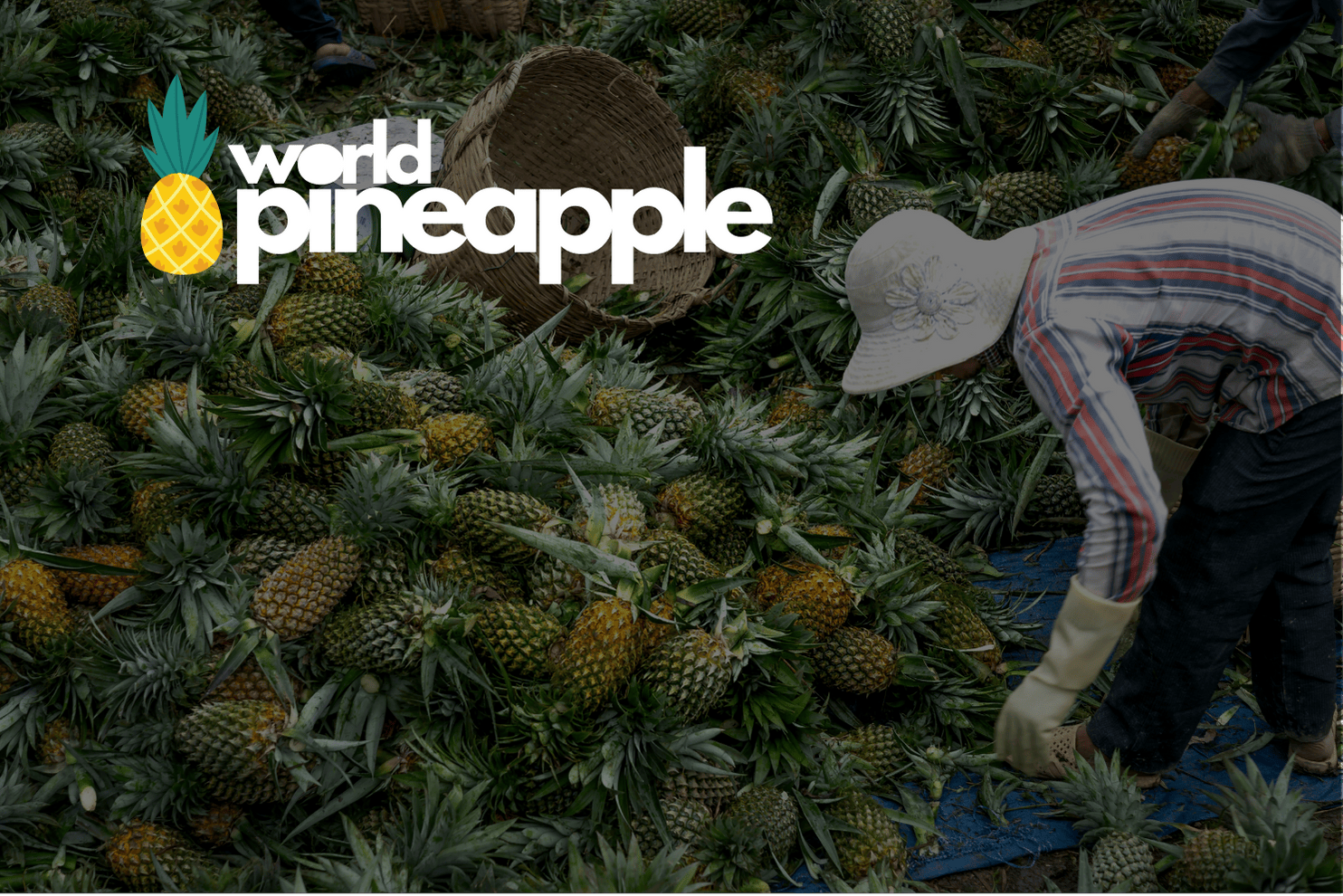 best pineapple