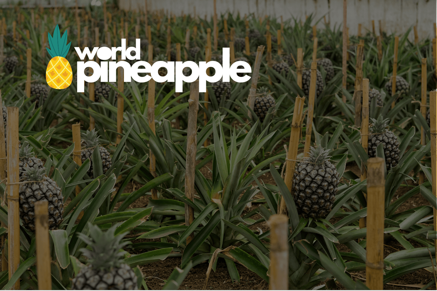 world pineapple