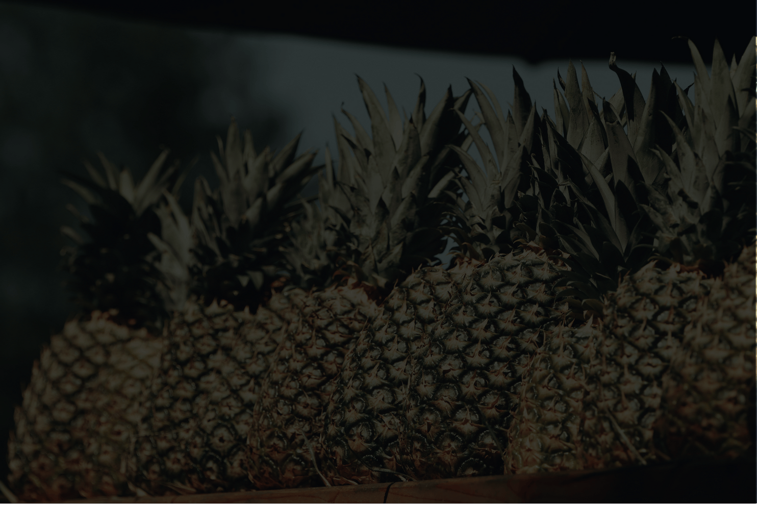 world pineapple