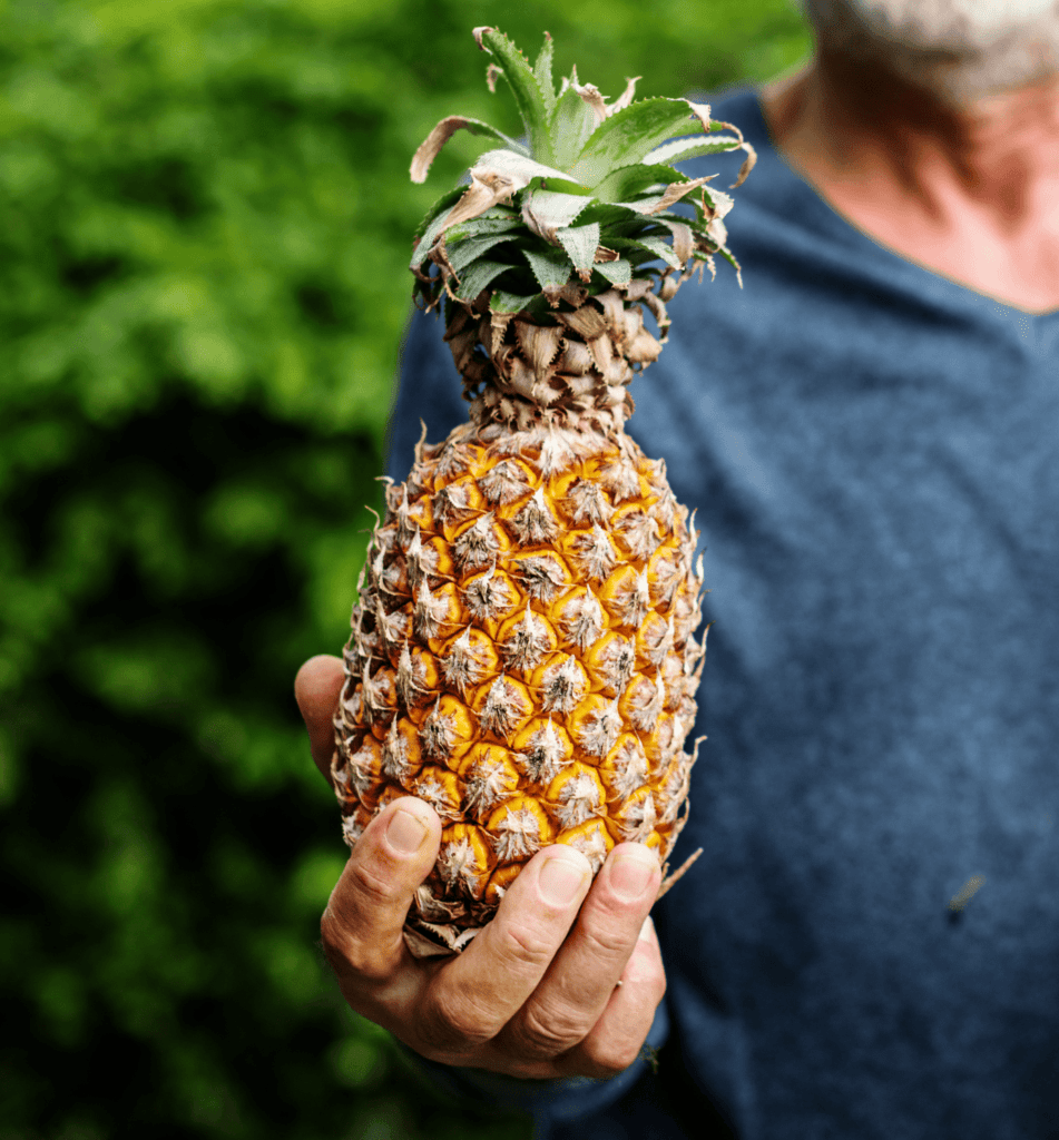 world pineapple